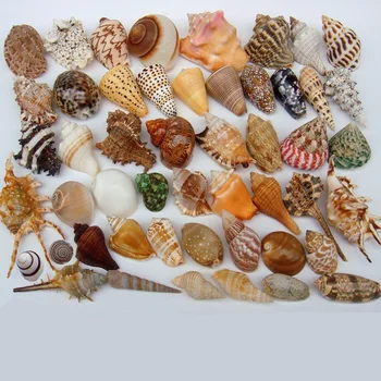Prirodne morske školjke каури puž spirala decorration za akvarija morskih plaža vjenčanje nakit što sudoper zanat Morska zvijezda rupu