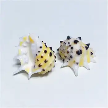 Rijetka prirodna umivaonik umivaonik 2-3 cm žute zube rijetka zbirka sluzi umivaonik puževa, venera školjke, nautička oprema
